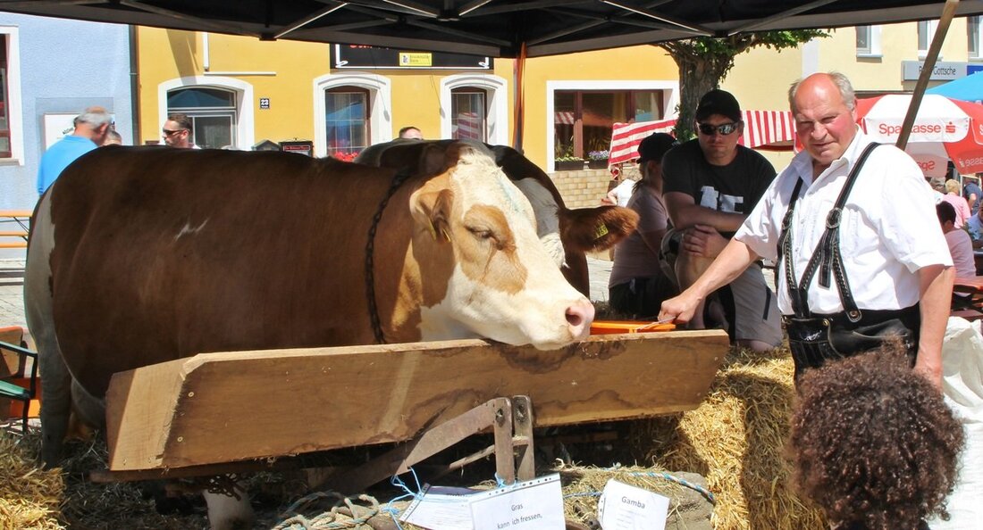 Eschenbach. Der 5. Bauernmarkt in Eschenbach lockte die Scharen: Tausende Besucher tummelten sich in der Eschenbacher Altstadt – da konnte die Parkplatzsuche in der Rußweiherstadt schon einmal etwas länger dauern. [&hellip;]