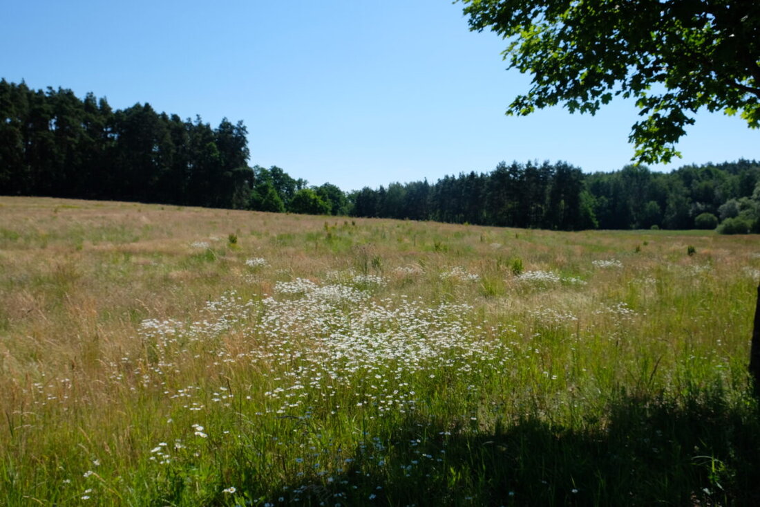 Grafenwöhr. Der Stadtrat beschleunigt die Erschließung des Baugebiets Steinfelser Straße bei Hütten: 32 Parzellen auf 2,9 Hektar sind geplant. Baubeginn soll im Herbst 2026 sein; flacher verlegte Kanäle sparen Kosten.