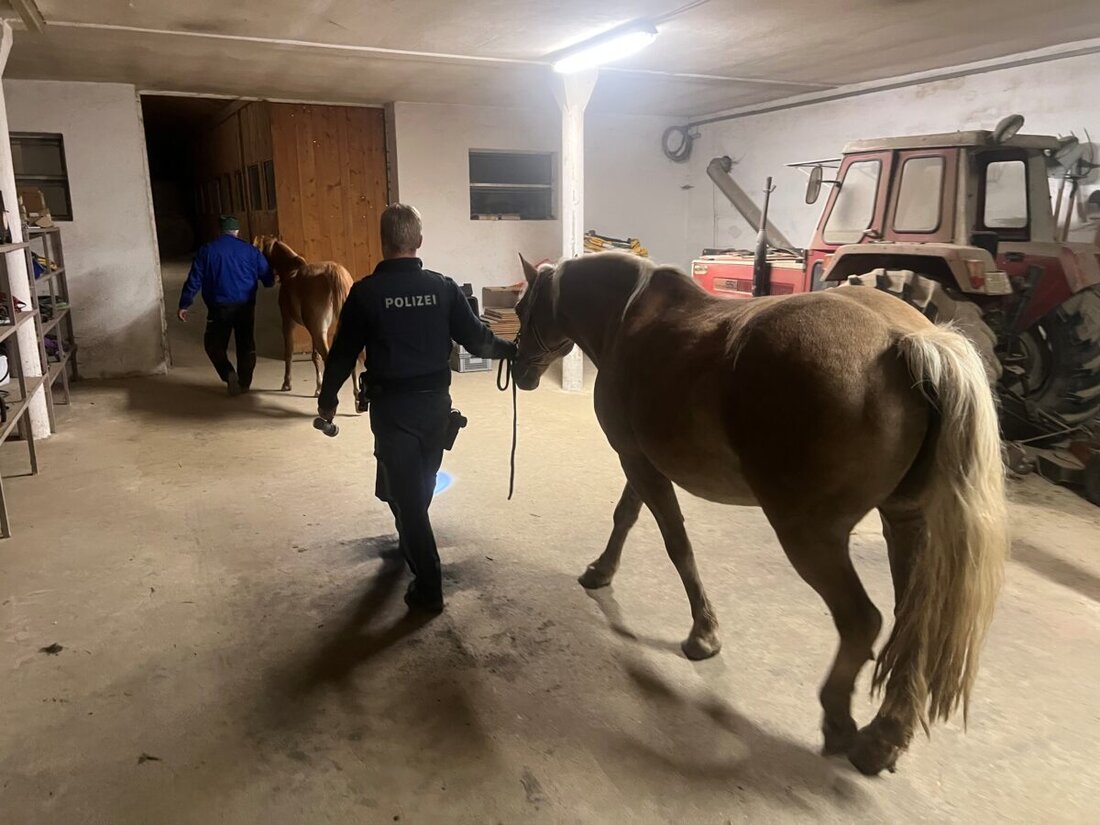 Neunburg vorm Wald. Haflinger statt Verkehr: Mitten in der Nacht entdeckt ein Autofahrer zwei Pferde auf der Straße. Die Polizeistreife beweist anschließend ungeahnte Qualitäten als „Pferdeflüsterer“.