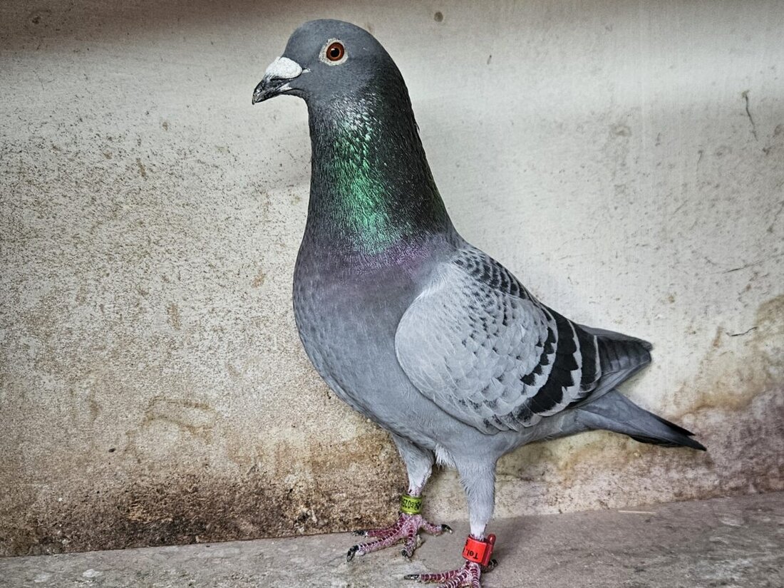 Irchenrieth. Die Brieftauben-Züchter der Reisegemeinschaft Hirschau-Weiden konnten sich über eine erfolgreiche Rückkehr ihrer Brieftauben freuen. Die äußeren Bedingungen waren wiederum sehr gut, so dass wieder alle Brieftauben ihren Heimatschlag problemlos fanden.