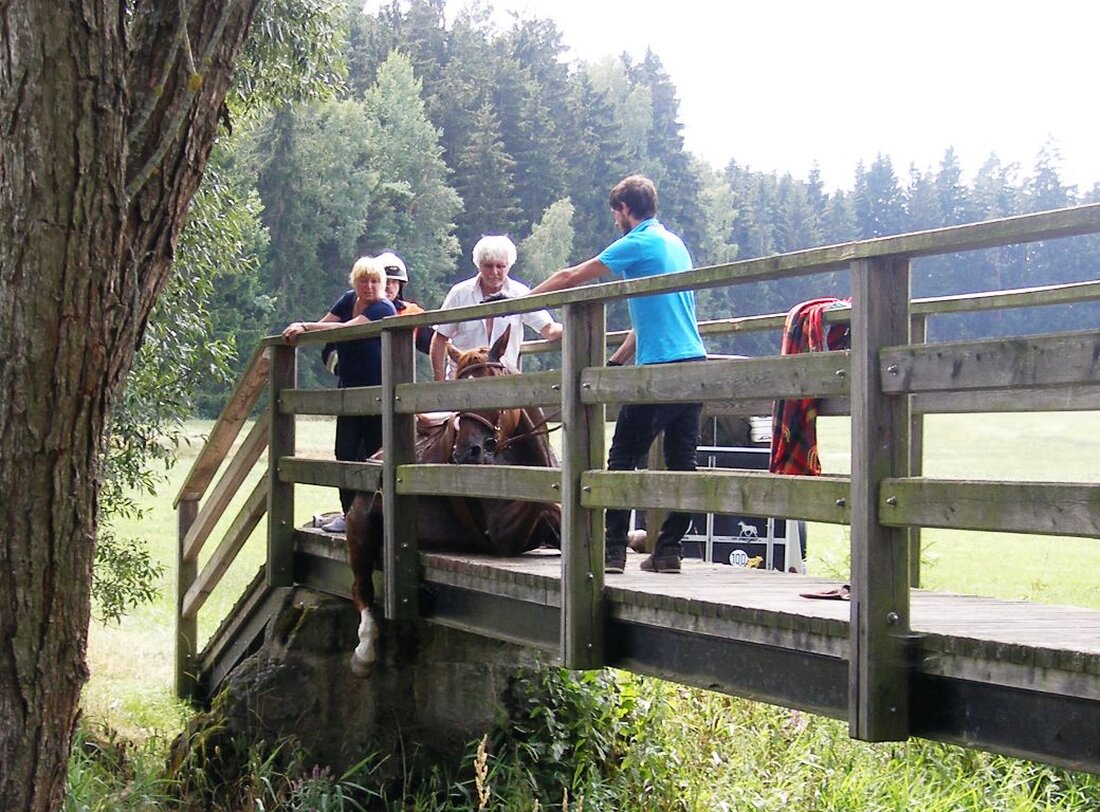 Waidhaus. Zu einem außergewöhnlichen Notfall wurden Polizei und Feuerwehr am Dienstagnachmittag gerufen. Ein Pferd steckte mit seinem Hinterlauf zwischen dem Geländer und den Holzplanken einer kleinen Brücke. Eine Gruppe von [&hellip;]