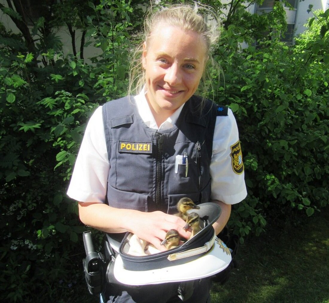 Weiden. Polizisten der Polizei Weiden waren heute in den Vormittagsstunden unterwegs auf Entenjagd. Weit hatten es die Ordnungshüter aber nicht. Eine Entenfamilie hatte sich, ohne Entenmami, auf den Weg gemacht. [&hellip;]