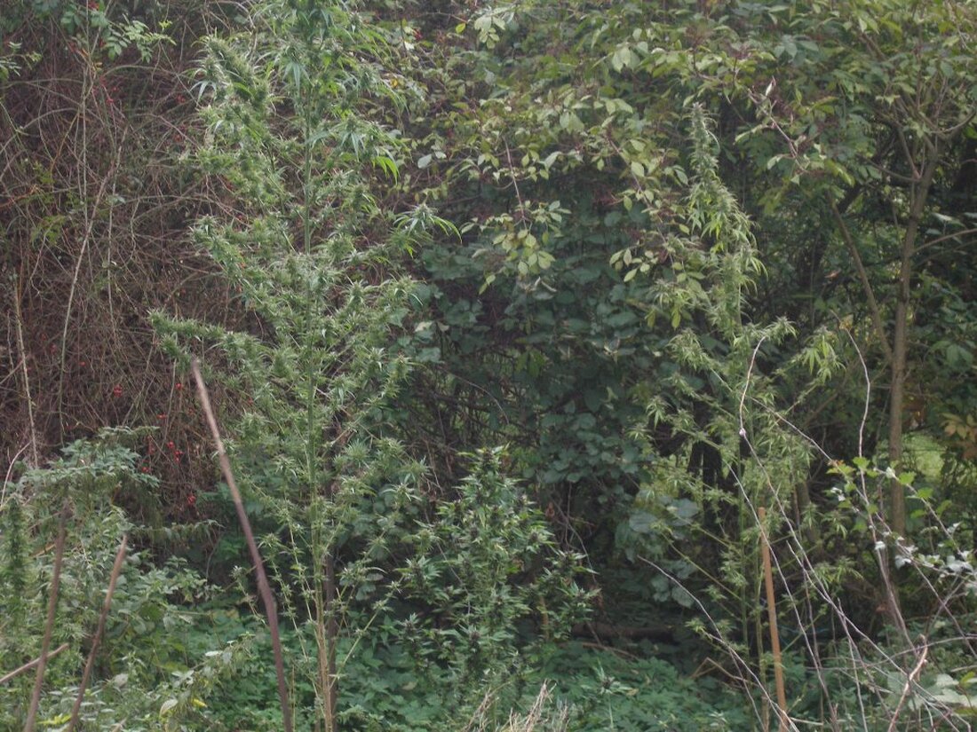 Kohlberg. Beamte entdeckten in Kohlberg eine illegale Cannabisanpflanzung in einem Gartengrundstück. Bei einer näheren Überprüfung konnten die Beamten neben fünf frischen Pflanzen auch eine geringe Menge bereits getrocknetes Marihuana sicherstellen.  [&hellip;]