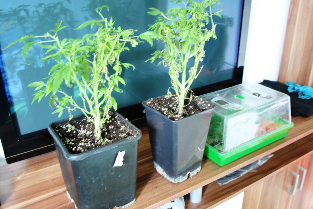 Mähring. Haschisch-Geruch führte Polizisten der Tirschenreuther Polizei auf die Spuren einer kleinen Marihuana-Plantage im Gemeindebereich Griesbach. Gestern gegen 15 Uhr bemerkten die Beamten an der Türe eines Griesbachers (38) Marihuanageruch [&hellip;]