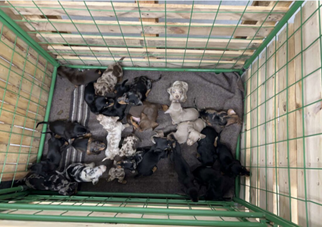 Waidhaus. Grenzfahnder stoppten in der Nacht ein Auto mit französischer Zulassung und fanden 24 Hundewelpen im Fußraum. Die Tiere waren in schlechter Verfassung, wurden sichergestellt und in Tierheimen untergebracht.
