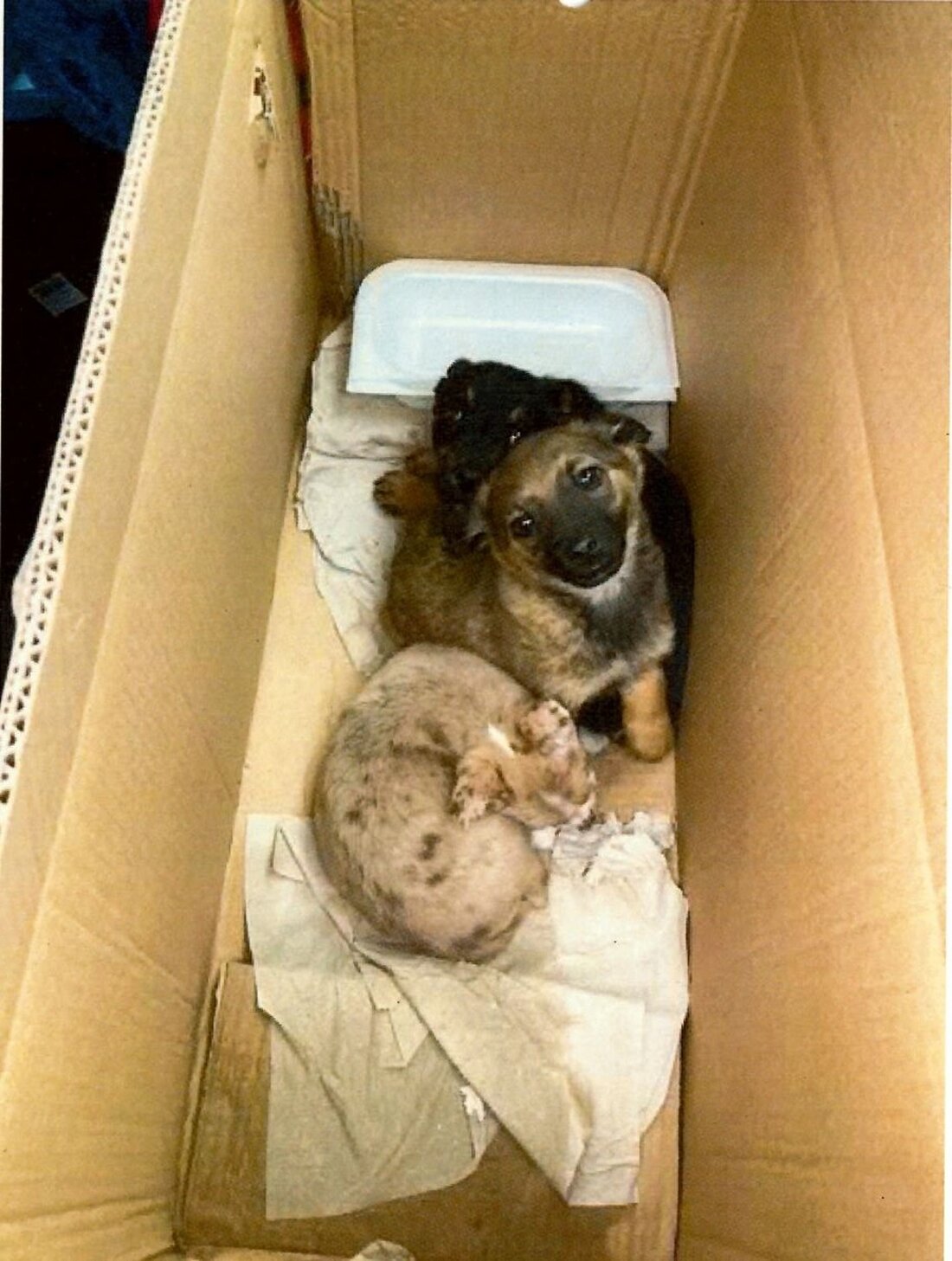 Wernberg-Köblitz. Rumäne transportiert drei Hundewelpen im Karton. Der Zoll stoppte ihn. Medizinisch versorgt? Nicht nachweislich. Sicher transportiert? Nein!