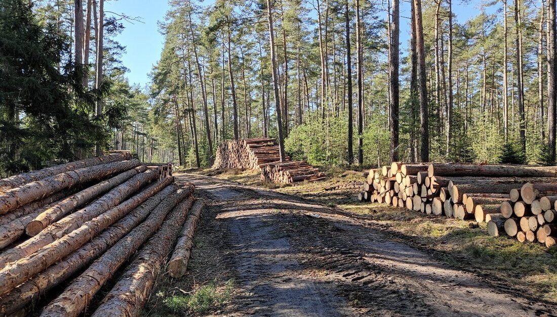 Pressath/Eichelberg. Ein Dutzend gut vier Meter lange Baumstämme sind aus einem Waldstück zwischen Eichelberg und Pfaffenreuth abhanden gekommen. 