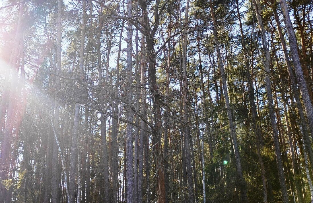 Thansüß. Keine Wildschweine und somit keine Schäden im Mais, dafür aber gibt es fünf Wölfe im Thansüßer Jagdrevier. Außerdem machen den Jägern Motocross- und Quadfahrer Sorgen. Das erklärten sie bei der jährlichen Jagdversammlung.