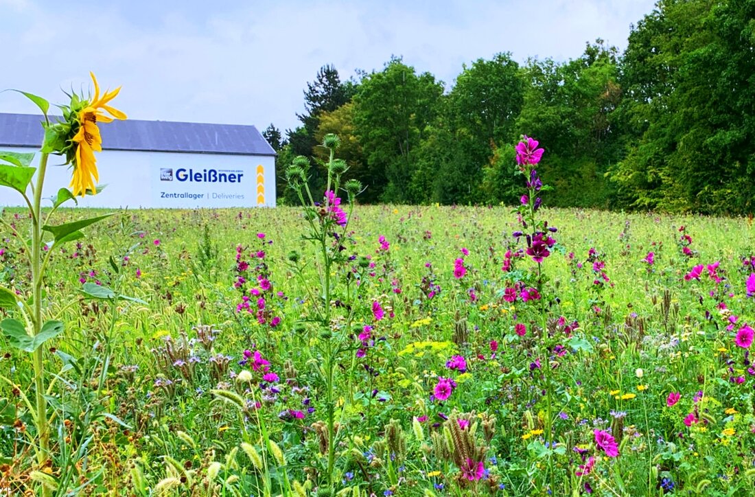 Tirschenreuth. Auf gleich zwei Blühflächen in Tirschenreuth sorgt Interliving Gleißner in diesem Sommer dafür, dass Insekten genügend Nahrung finden. Die eine Fläche befindet sich direkt gegenüber dem Tirschenreuther Möbelhaus in [&hellip;]