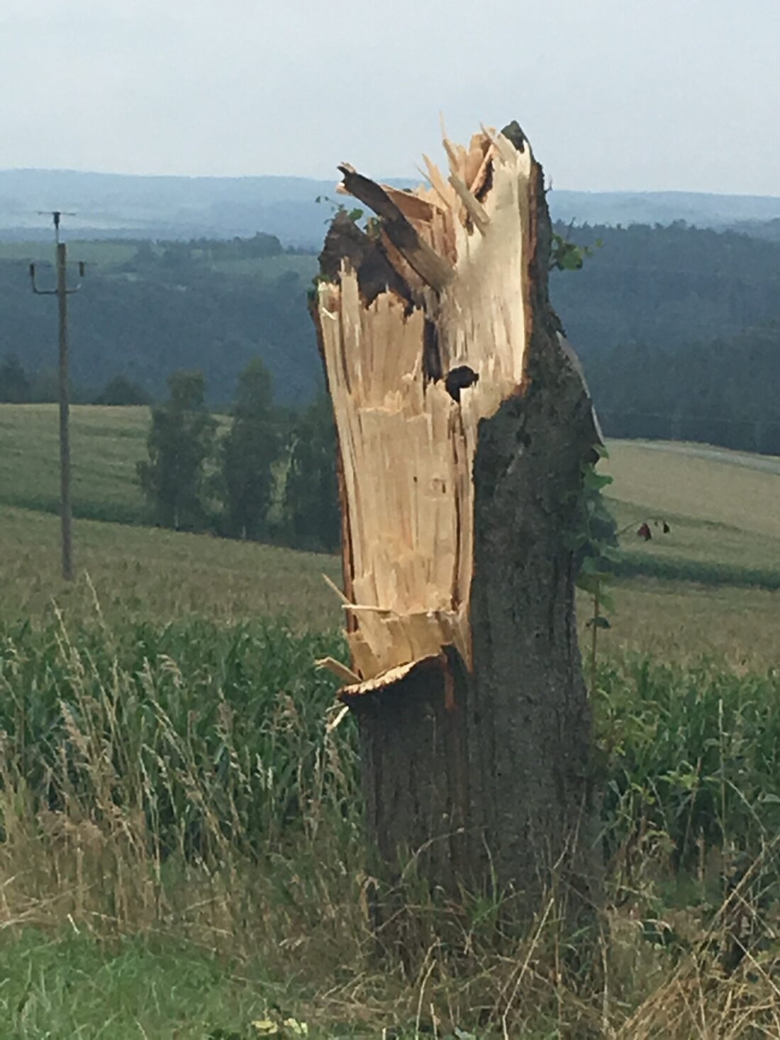 Döllnitz. Das Gewitter lud sich am Sonntagabend auch in der Marktgemeinde Leuchtenberg heftig aus. Von Sieglinde Schärtl Bei der Buche, die seit dem Bau der Straße von Döllnitz nach Wittschau [&hellip;]