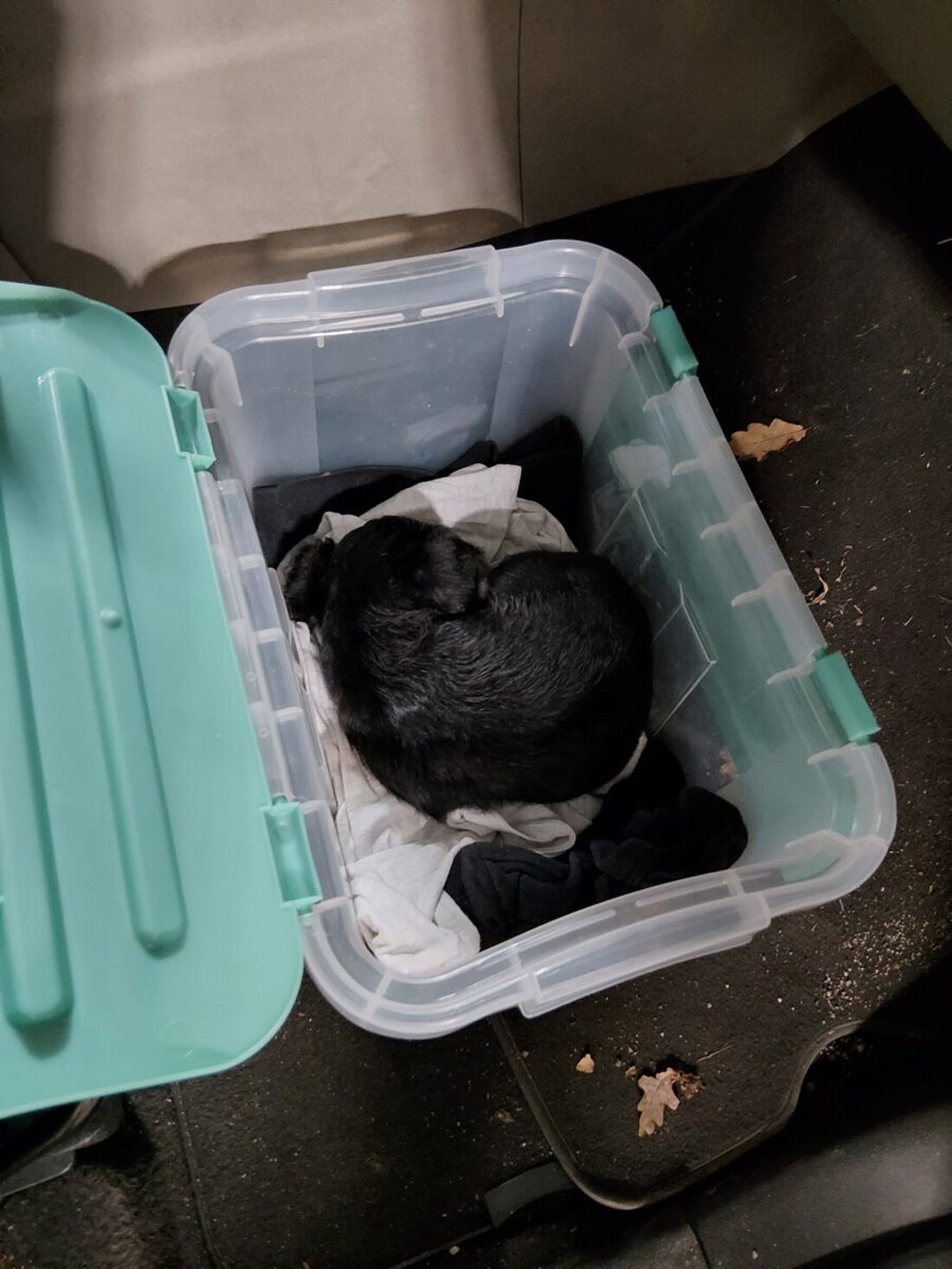 Waidhaus. Bei einer Kontrolle auf der Autobahn A6 stoppten Bundespolizisten einen 47-jährigen Rumänen und fanden im Auto einen etwa drei Wochen alten, dehydrierten Hundewelpen. Das Tier kam zum Tierschutz.