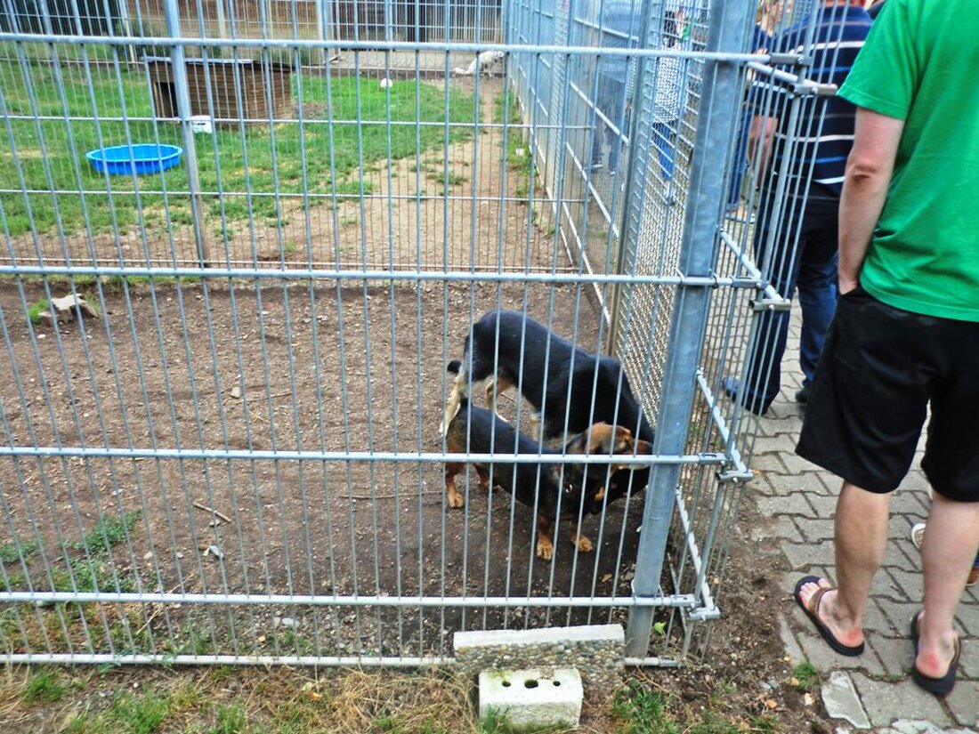 Weiden. Die Stadt Weiden plant den Neubau eines Tierheimes, das sowohl Fundtiere als auch Tiere in Quarantäne aufnehmen wird. Die Größe des neuen Tierheimes hängt davon ab, ob nur Platz [&hellip;]