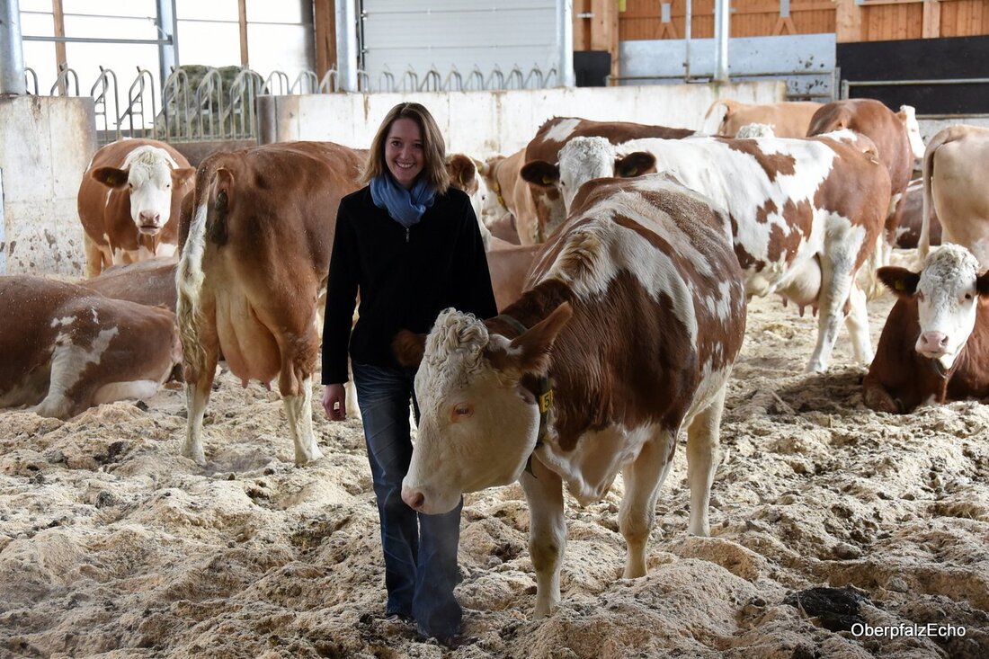 Ödwaldhausen. Mit 14 Milchkühen plus Jungvieh betrieb Alfons Weiß seine Nebenerwerbslandwirtschaft bis zum Jahr 2012. Im selben Jahr schloss Tochter Carolin, eigentlich eine gelernte Bauzeichnerin, ihre Zweitausbildung mit der landwirtschaftlichen [&hellip;]