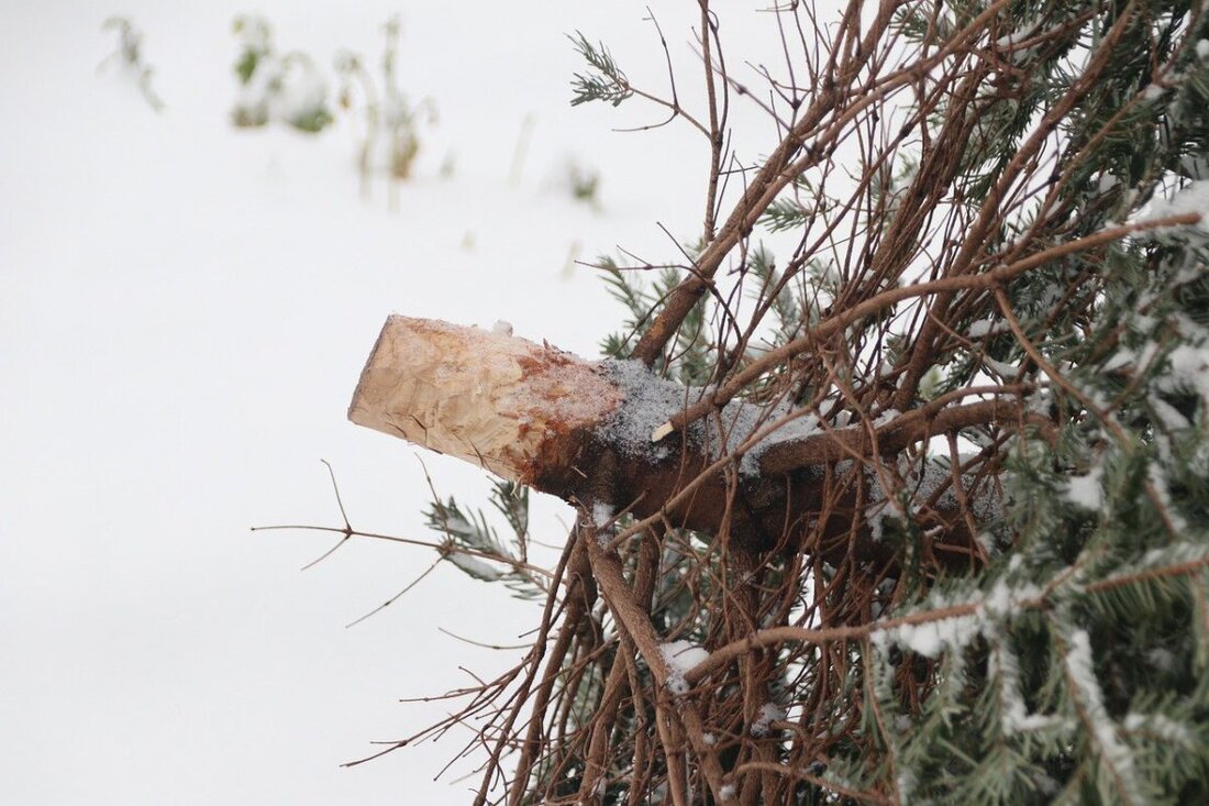Amberg-Sulzbach. Der Landkreis Amberg-Sulzbach ist auf der Suche nach einem passenden Christbaum für das Landratsamt. Der Baum für den Balkon des Landrats sollte laut Mitteilung der Behörde rund 5 Meter hoch sein.
