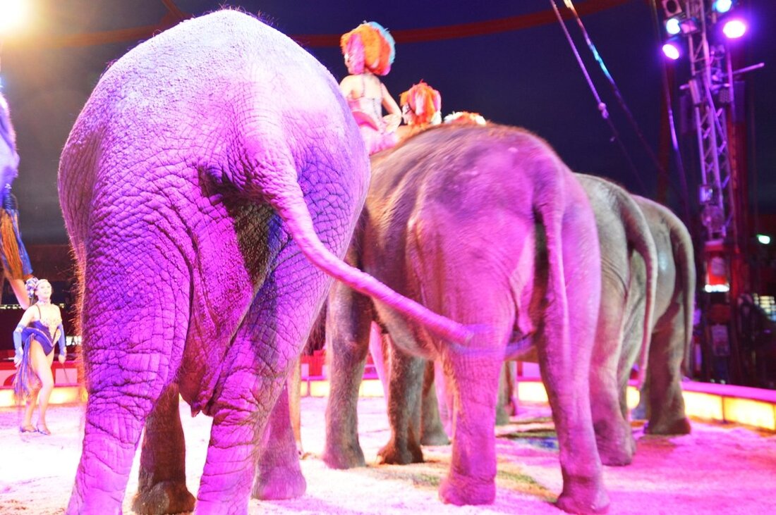 Weiden/Altenstadt/WN. Der Besuch des größten Zirkus Europas, des Circus’ Krone, sorgte für heiße Diskussionen zum Thema Wildtierverbot im Zirkus. Auch die Jusos Nordoberpfalz griffen das Thema auf ihrer Konferenz auf.  [&hellip;]