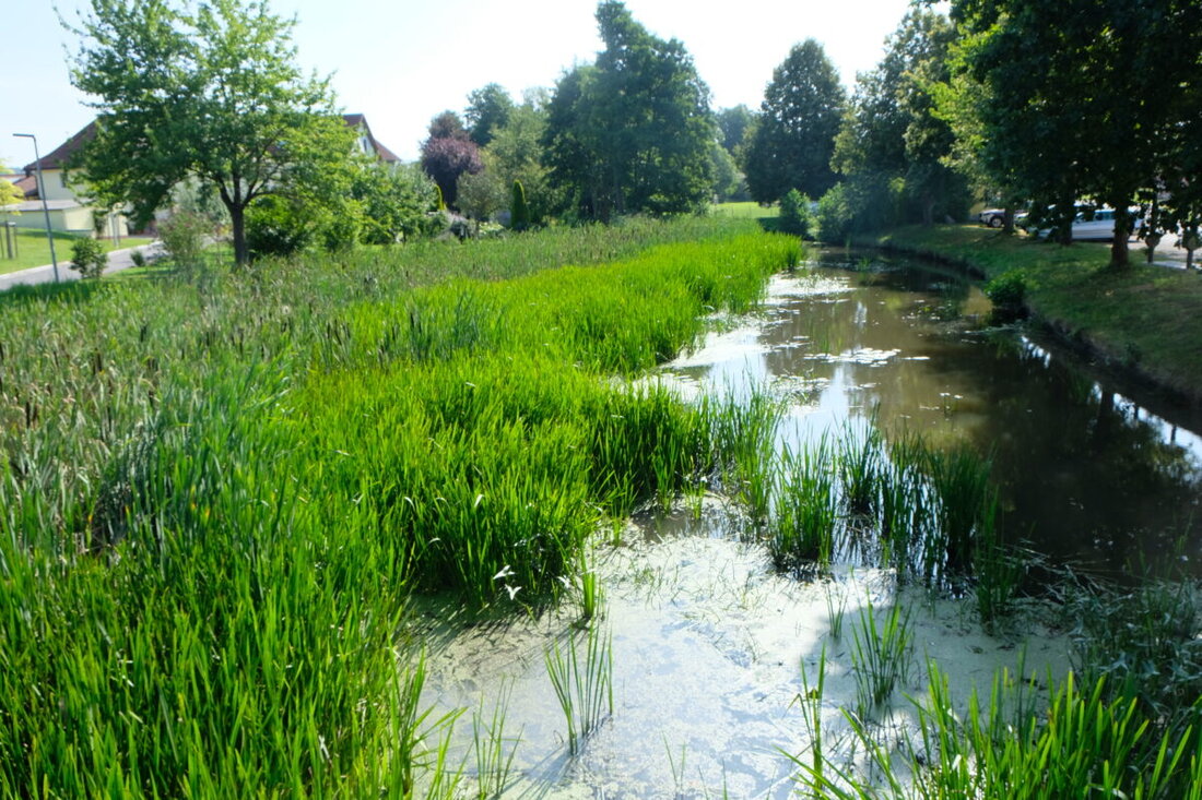 Speinshart. Der ökologische Ausbau der Creußen bei Tremmersdorf in der Gemeinde Speinshart verzögert sich weiter. Niedrigwasser in den Sommermonaten, geringe Strömungsgeschwindigkeit und Überflutungsgefahren bei plötzlichem Hochwasser: Besonders die Verlandung der Creußen ist in der Gemeinde Speinshart und speziell im Ortsteil Tremmersdorf seit vielen Jahren ein Dauerthema. 