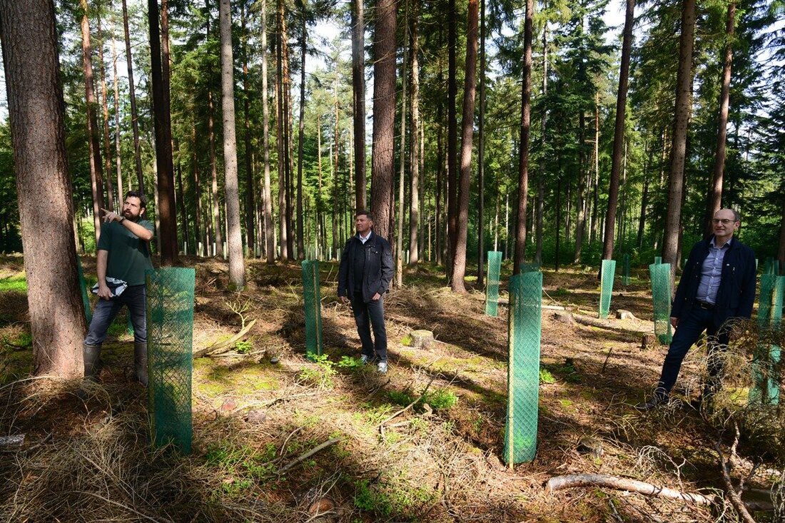 Pleystein. Der Pleysteiner Stadtwald hat stark unter der Trockenheit der letzten Jahre gelitten. Die Nadelbäume mussten mit dem Borkenkäfer kämpfen, viele mussten gefällt werden. Laubbäume sollen den Wald retten.  Von [&hellip;]