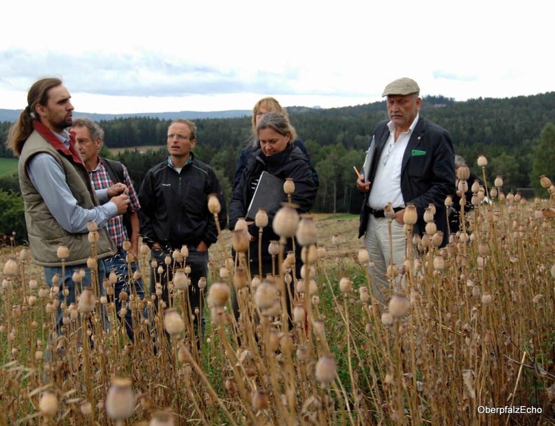 Friedenfels. Wenn Ökobauer Josef Schmidt im Steinwald Mohn anbaut, hat das nichts mit Rauschgift zu tun. Vielmehr lässt er eine alte Kultur wieder aufleben. Der Freistaat Bayern unterstützt die Ökomodellregion Steinwald [&hellip;]