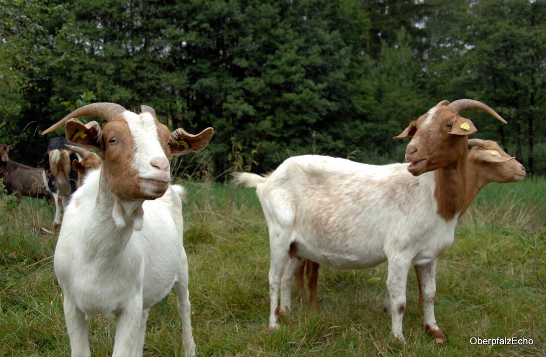 Kulmain. Dreimal hat jemand absichtlich einen Weidezaun beschädigt. Wer ist der Übeltäter?  Das umzäunte Gehege liegt in der Nähe von Babilon (Gemeinde Kulmain). Wie die Polizei mitteilt, ist der Weidezaun inzwischen [&hellip;]