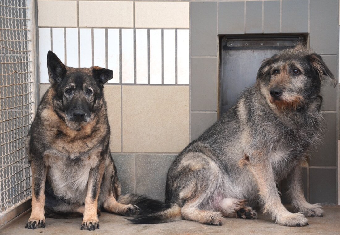 Weiden. Zuwachs im Tierheim Weiden: dort gibt es seit kurzem 17 neue Bewohner. Tierschützerinnen aus Bärnau konnten 13 Katzen und vier Hunde aus einem verwahrlosten Haushalt in Vohenstrauß retten.  Von [&hellip;]