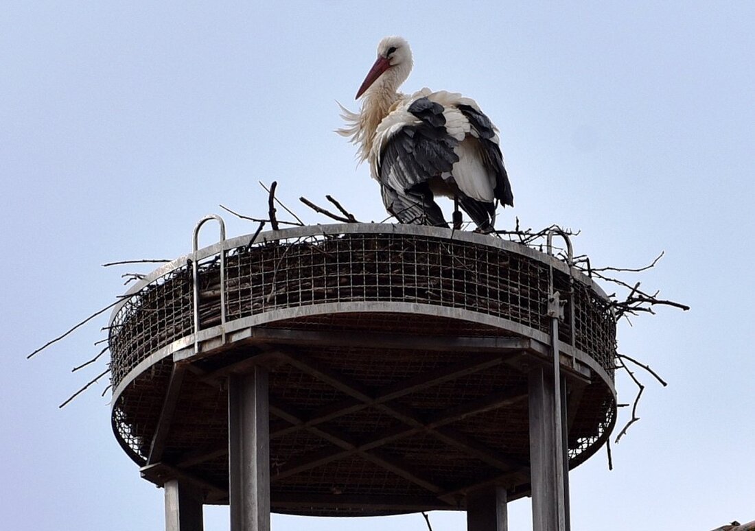 Weiden. Nun ist der erste Weißstorch auch in Weiden wieder da. Bei trübem Regenwetter landete er am Freitagmorgen, 1. März, nach dem Rückflug aus seinem Winterquartier auf dem Dach des [&hellip;]