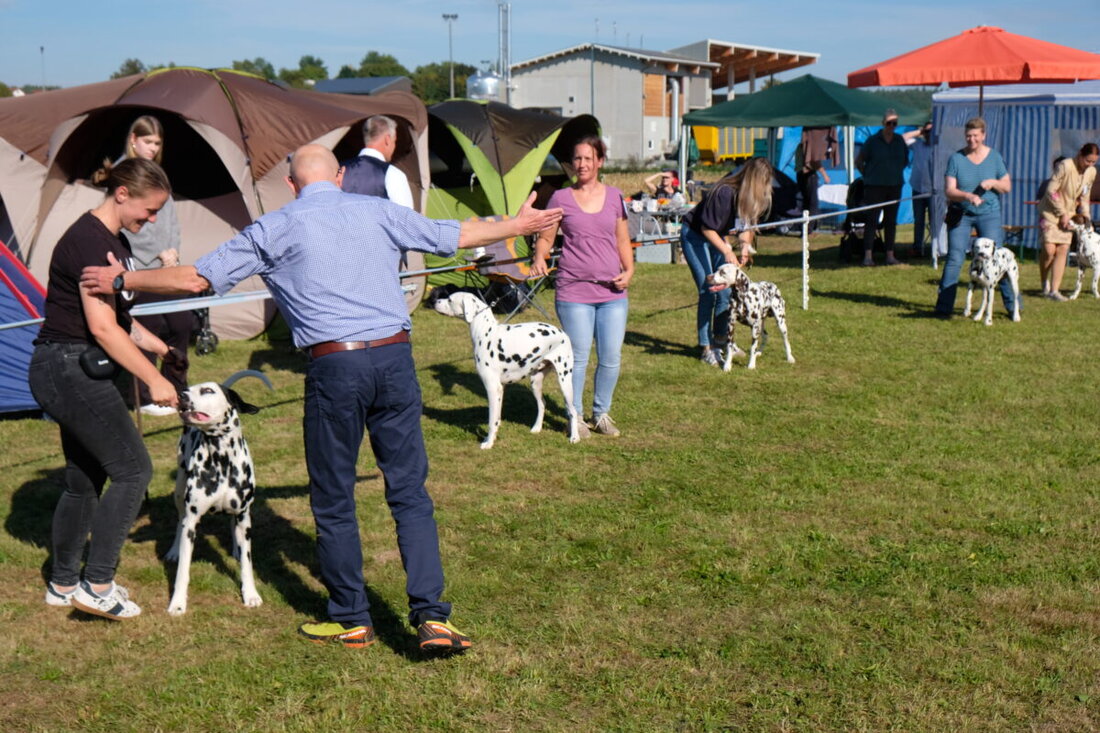 Tremmersdorf. Bei der Dalmatiner-Schau bewertete der Schweizer Richter Emil Isenring 68 Hunde, BOB gingen an "Qurumi Chocavia Nocciole von Stella Matutina" und "Benallas Hope vom Fleckenherz".