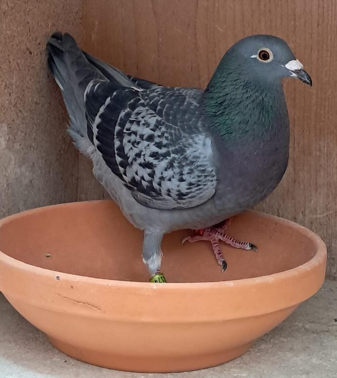 Weiden. Albert Deubzer hatte die schnellste Brieftaube beim Wettflug der Reisevereinigung Hirschau-Weiden am 5. Juli 2025. Der Start erfolgte in Kaiserslautern, Deubzers Taube siegte mit einer Geschwindigkeit von ca. 87 km/h.