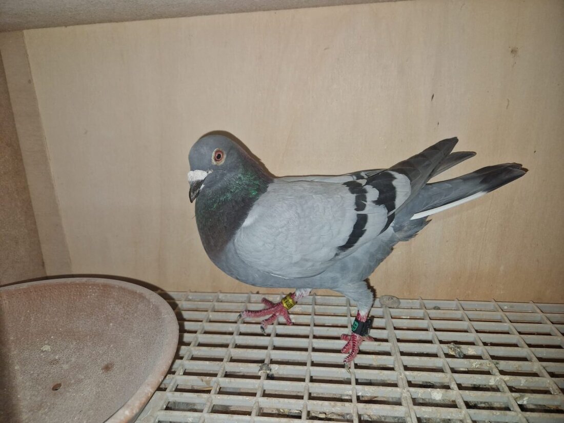 Weiden/Altenstadt. Die Siegertaube eines Brieftauben-Wettflugs, organisiert von der Reisegemeinschaft Hirschau-Weiden am 28. Juni 2025, gehört Dieter Meiler aus Altenstadt. Gestartet bei perfekten Bedingungen, flog die Taube 412 km mit 93 km/h und gewann den ersten Preis.