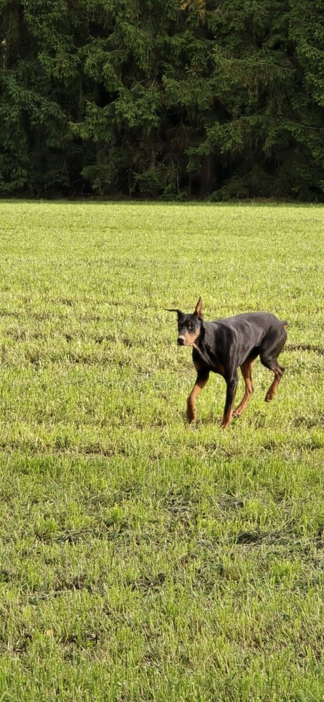 Wondrebhammer. Ein schwarzer Dobermann mit ausländischem Chip wurde am 19. Oktober 2025 gegen 14.50 Uhr eingefangen und ins Tierheim nach Weiden gebracht und die Polizei sucht den Hundehalter.