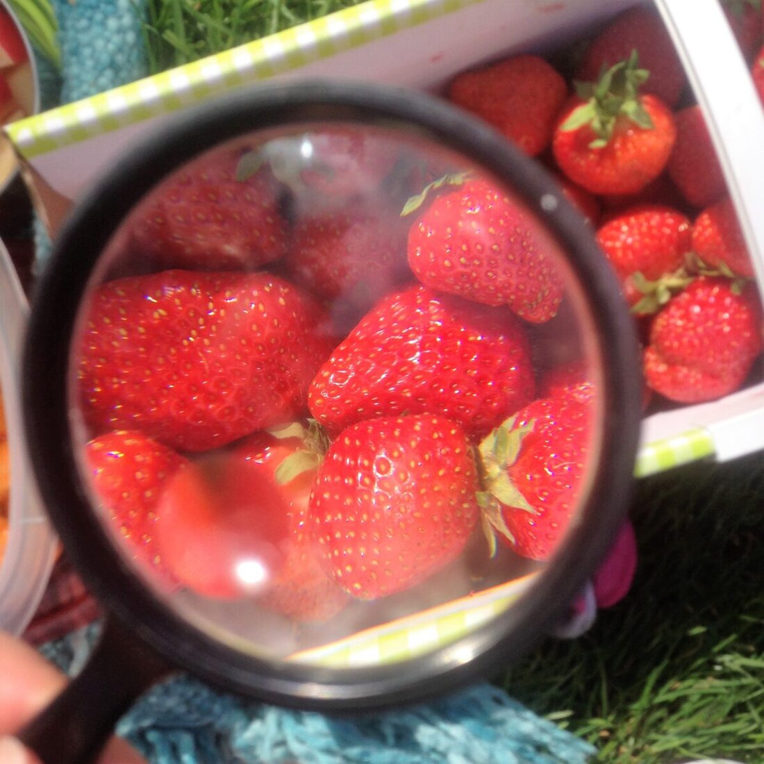 Nordoberpfalz. Saftig, in Hülle und Fülle: Erdbeeren vom Feld sind pure Wonne. Wo pflückt Ihr in der Nordoberpfalz Erdbeeren direkt vom Feld? Wir sammeln Eure Kommentare hier und auf facebook, damit Euer Erdbeerglück in der Nordoberpfalz freie Bahn hat.