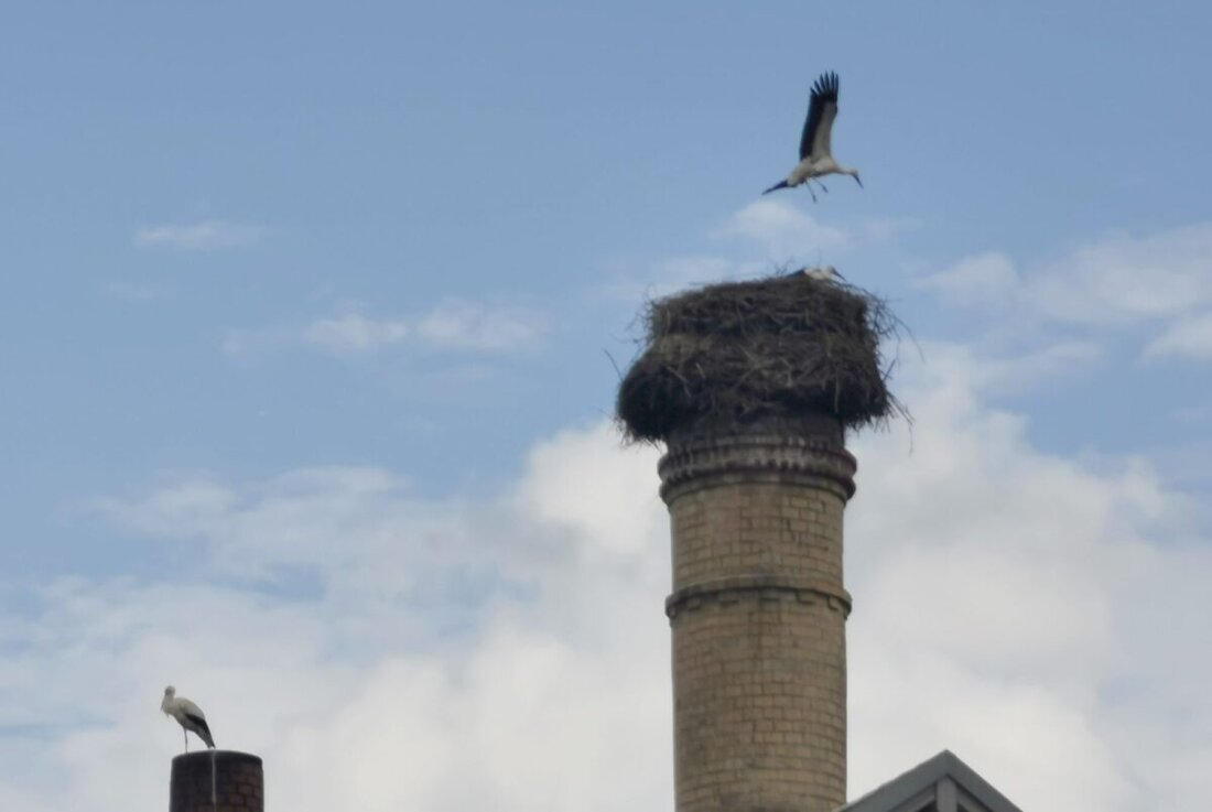 Eslarn. Ein Jahr ohne Storch auf dem stillgelegten Kamin am Kommunbrauhaus in Eslarn wäre unvorstellbar. Seit Jahren prägt Meister Adebar das Eslarner Ortsbild, kommt alle Jahre zumeist im März aus dem Süden zurück und verschwindet im September einige Monate ins Winterquartier. 