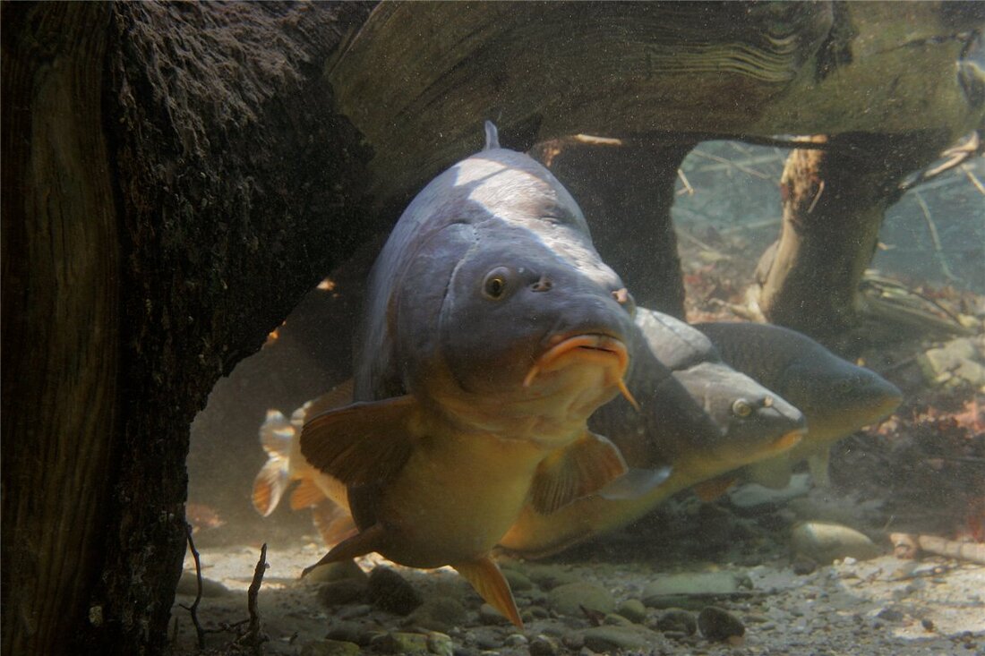 Tirschenreuth. Viele werden diese Regel aus Kindertagen kennen: barfuß laufen (oder sich im Freien auf den Boden setzen) sollte man nur in den Monaten ohne „r“. Karpfen essen, so der [&hellip;]