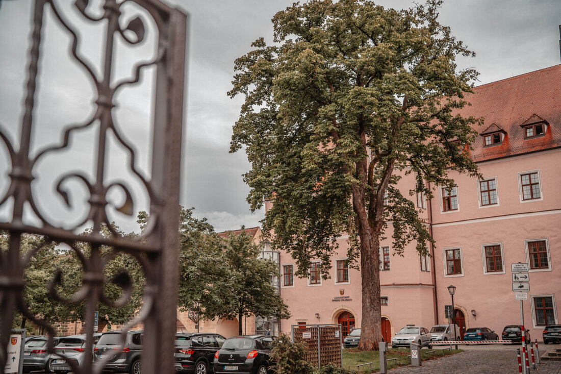 Amberg. Eine 150 Jahre alte Baumhasel im Hof des Landratsamtes muss aufgrund eines Befalls mit dem Brandkrustenpilz gefällt werden.