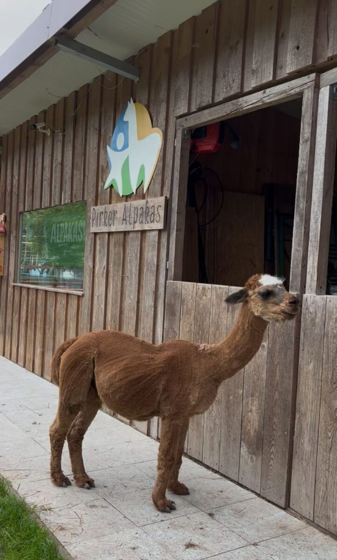 Pirk/Weiden. Im Rahmen des Ferienprogramms des Stadtjugendrings Weiden stand am Dienstag ein ganz besonderes Erlebnis auf dem Programm: ein Ausflug zu den Pirker Alpakas.