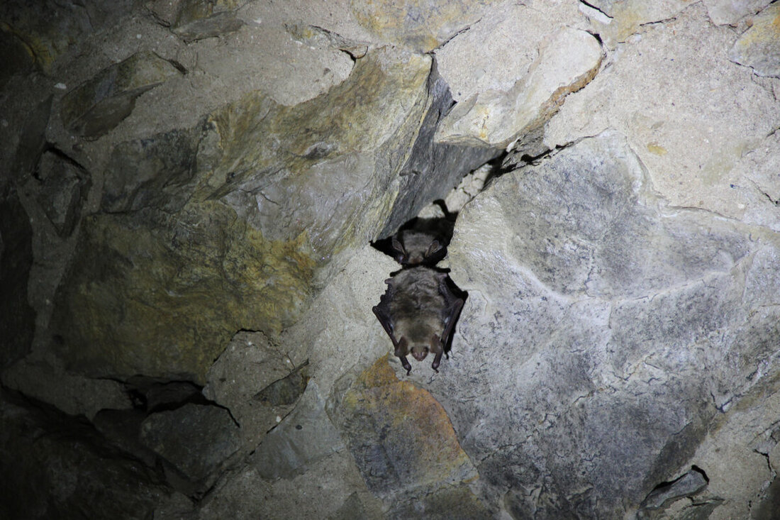 Burglengenfeld. 45 Fledermäuse zählten Experten in Kellern rund um das Volkskundemuseum. Doch Vorsicht: Die Tiere sind empfindlich, besonders im Winterschlaf.