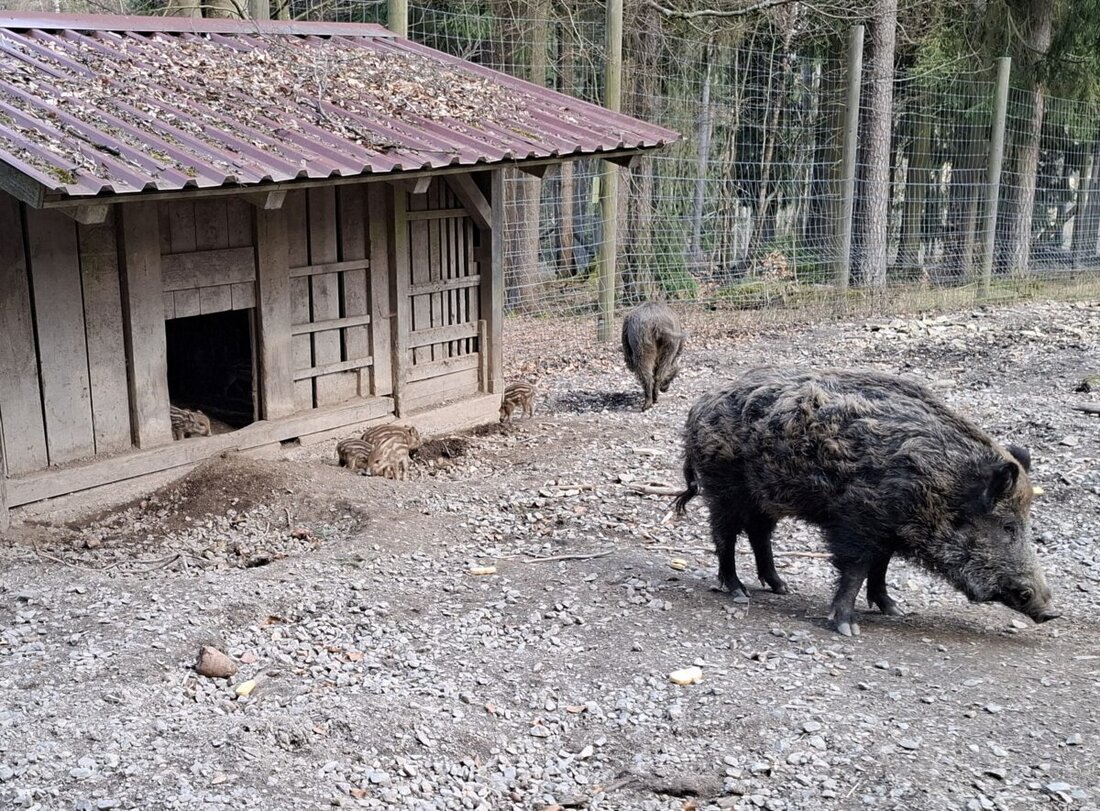 Eslarn. Im Wildpark an der Staatsstraße lockt neuer Nachwuchs: neun Frischlinge wirbeln durch die Gehege. Rotwild und ein großer Waldspielplatz machen den frei zugänglichen Park auf rund drei Hektar zum Familienziel.