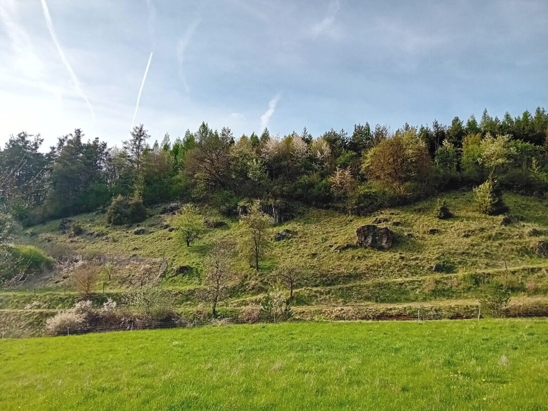 Amberg. Frühlingswanderung mit Ranger am 3. Mai 2025 von 8 bis ca. 11 Uhr auf dem Jurasteig; Anmeldung erforderlich, begrenzte Teilnehmerzahl.