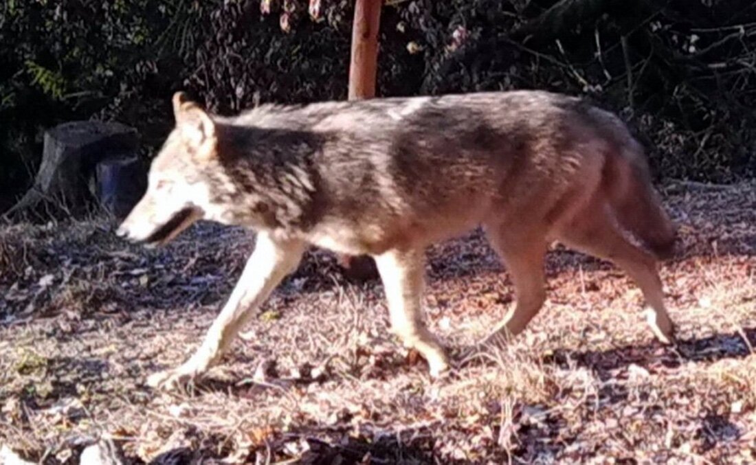 Grafenwöhr. Bislang nutzten die Wölfe des bekannten und nachgewiesenen Grafenwöhrer Paares die Mitte des riesigen Übungsareales. Vor zwei Wochen wurde dann im nordöstlichen Wald in der Nähe des Tores 20, der [&hellip;]