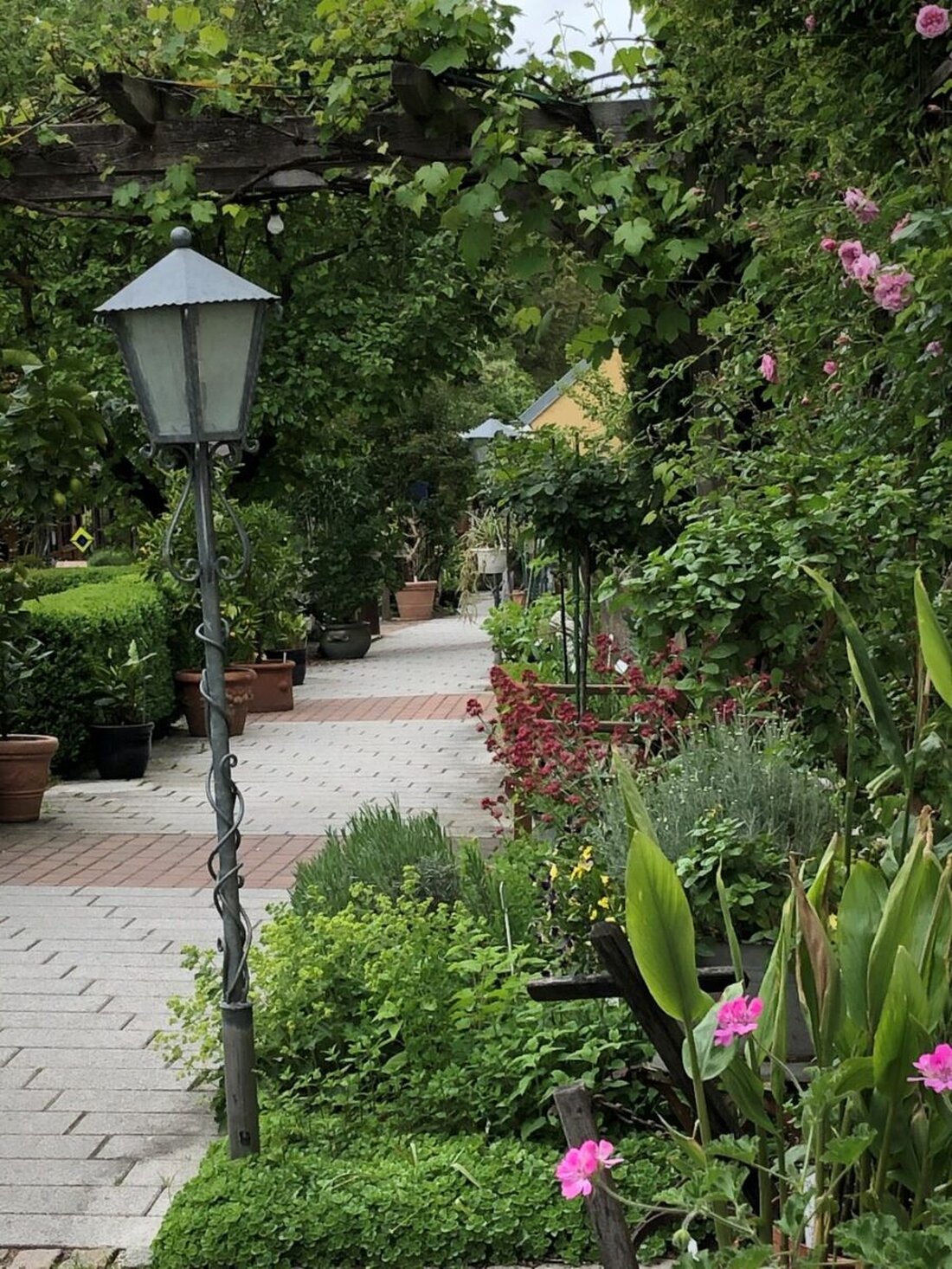 Schnaittenbach. Der Gartenbauverein schmückt an Fronleichnam, 4. Juni, den Altar in der Rosenbühlstraße; freiwillige Helfer treffen sich ab 5.30 Uhr. Am Sonntag, 7. Juni, lädt er zum Hollerküchlfest im Kräutergarten ein.