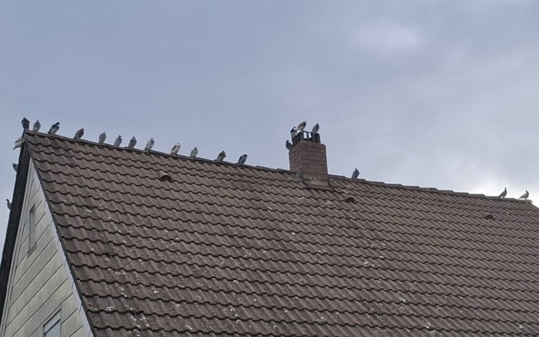 Eslarn. Eine geheimnisvolle Taubenversammlung auf einem Hausdach im Ortsteil Bühl sorgt für Spekulationen über Reisepläne. Doch statt Süden dürfte ein Rundflug anstehen, den rund 30 Vögel kurz darauf in Formation starten.
