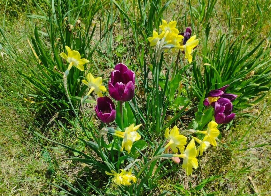 Schlammersdorf. Die Gemeinde sammelt abgeblühte, aber intakte Blumenzwiebeln und gibt ihnen eine zweite Chance. Bürger können sie im Herbst für öffentliche Flächen spenden – Abgabe in der Sammelbox im Keller des Leichenhauses.