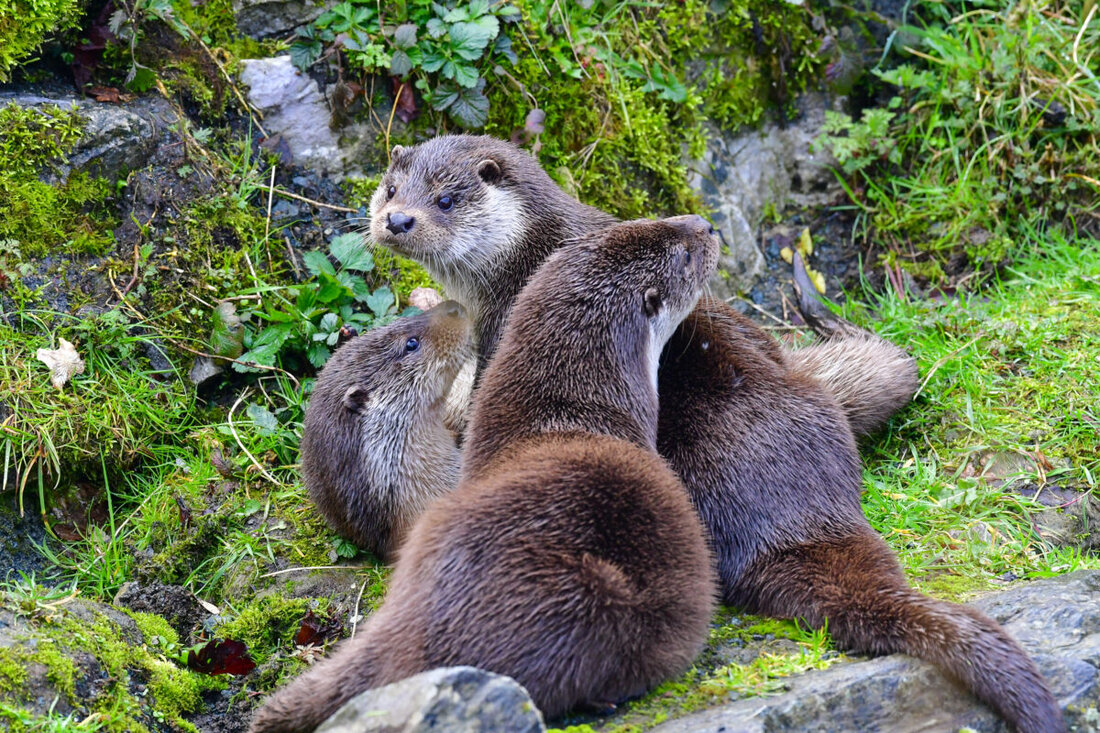 Regensburg. Das Verwaltungsgericht Regensburg stoppt den Abschuss von Fischottern in der Oberpfalz, folgend einer Klage der Naturschutzinitiative e.V. (NI).