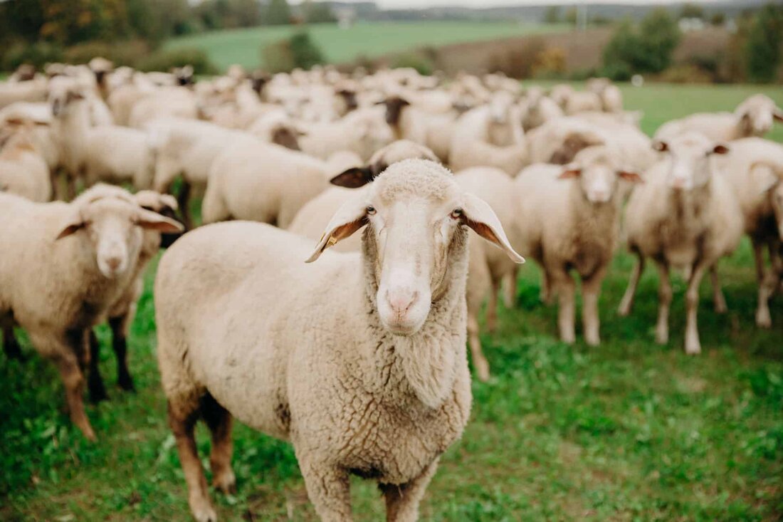 Schwandorf. Laura Weber, Abgeordnete der Grünen, zeigt sich entsetzt über erneute Tierquälerei und fordert verstärkte Maßnahmen sowie Transparenz im Allgäu. Ein Schafhalter wurde wiederholt wegen Vernachlässigung seiner Tiere angezeigt.