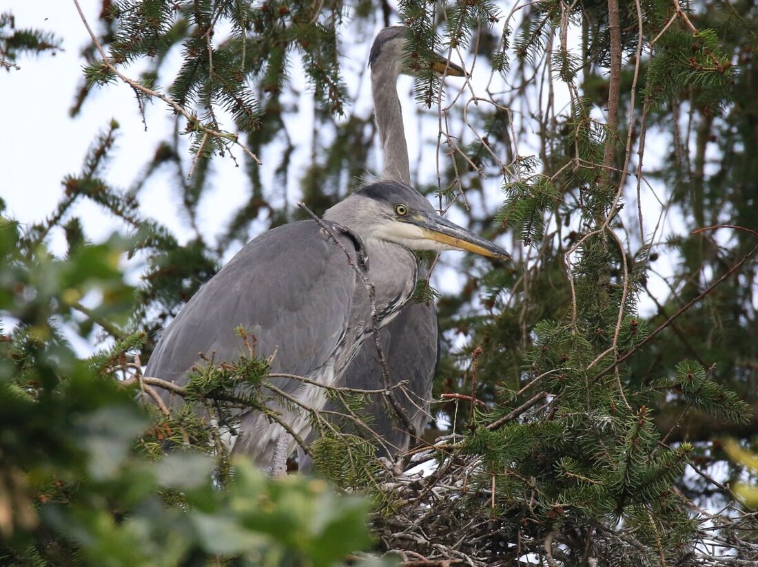 Eslarn. Drei Graureiher-Pärchen gründeten Familien auf Nadelbäumen bei der Brauerei Bauriedl, deren Laute abends als störend empfunden werden. Sie sind ganzjährig geschützt, außer in Bayern während einer speziellen Jagdsaison.