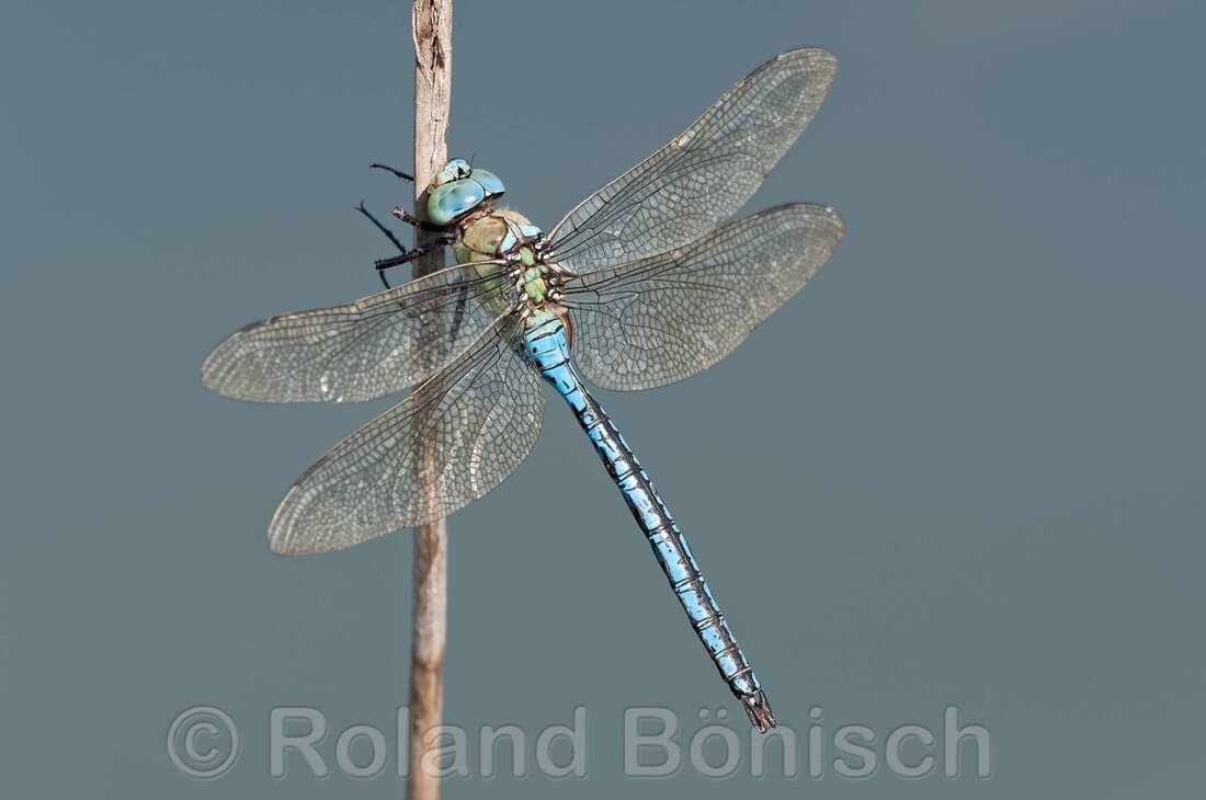 Tirschenreuth. Es gibt 75 Arten von Libellen in Bayern, davon gibt es 53 Arten im Fichtelgebirge und im Landkreis Tirschenreuth. Daher gibt es vom 6. Oktober bis 21. Oktober die Wanderausstellung „Fliegende Edelsteine“ vom Bund Naturschutz [&hellip;]