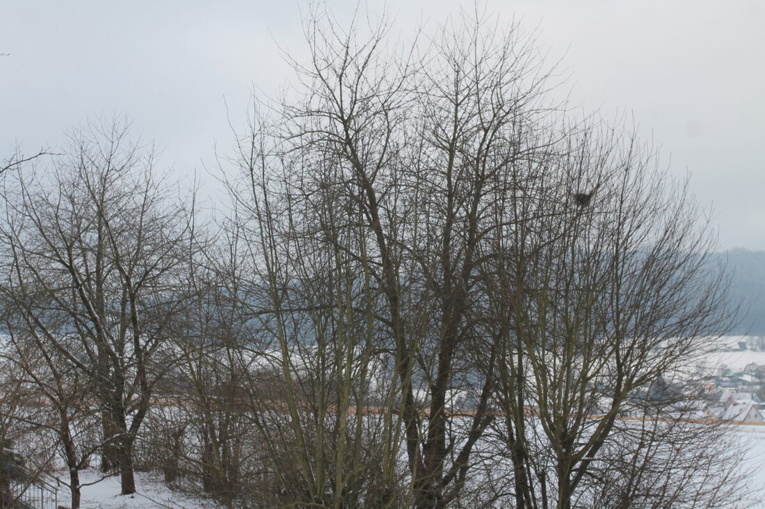 Georgenberg/Pleystein/Waidhaus. Die Grüngutentsorgungs-Saison im Landkreis Neustadt startet am Montag, um naturschutzfachlichen Anforderungen gerecht zu werden. Bergler GmbH Humuswerk übernimmt wie jedes Jahr die Entsorgung und es werden stichprobenartige Kontrollen durchgeführt.