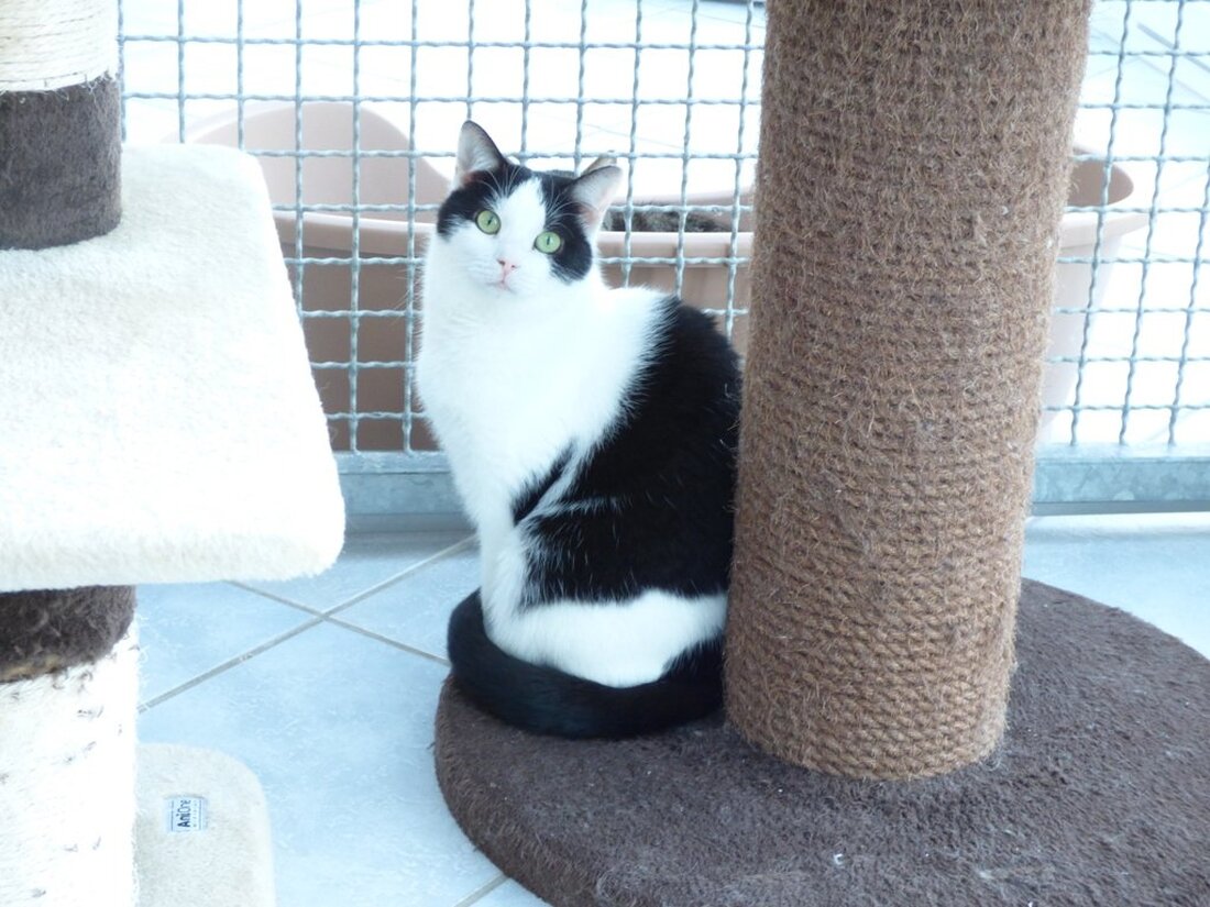 Tirschenreuth. Diese drei Katzenladys suchen ganz dringend ein neues Zuhause. Die drei schwarz-weißen Schönheiten wohnen im Moment im Tirschenreuther Tierheim, möchten ihr Frauchen oder Herrchen aber lieber nicht mehr mit [&hellip;]