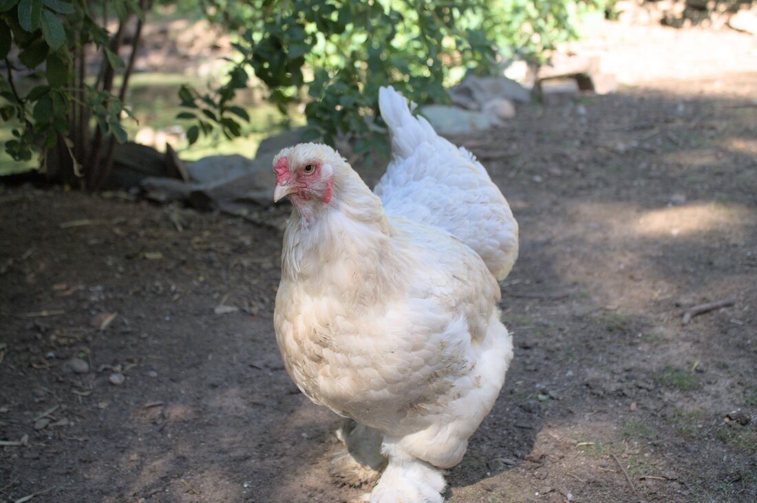 Hahnbach. Ausgerechnet in Hahnbach, ausgerechnet an Ostern: Die Polizei Sulzbach-Rosenberg meldet den Diebstahl von 15 Hühner. Das Opfer: ein 93-Jähriger.
