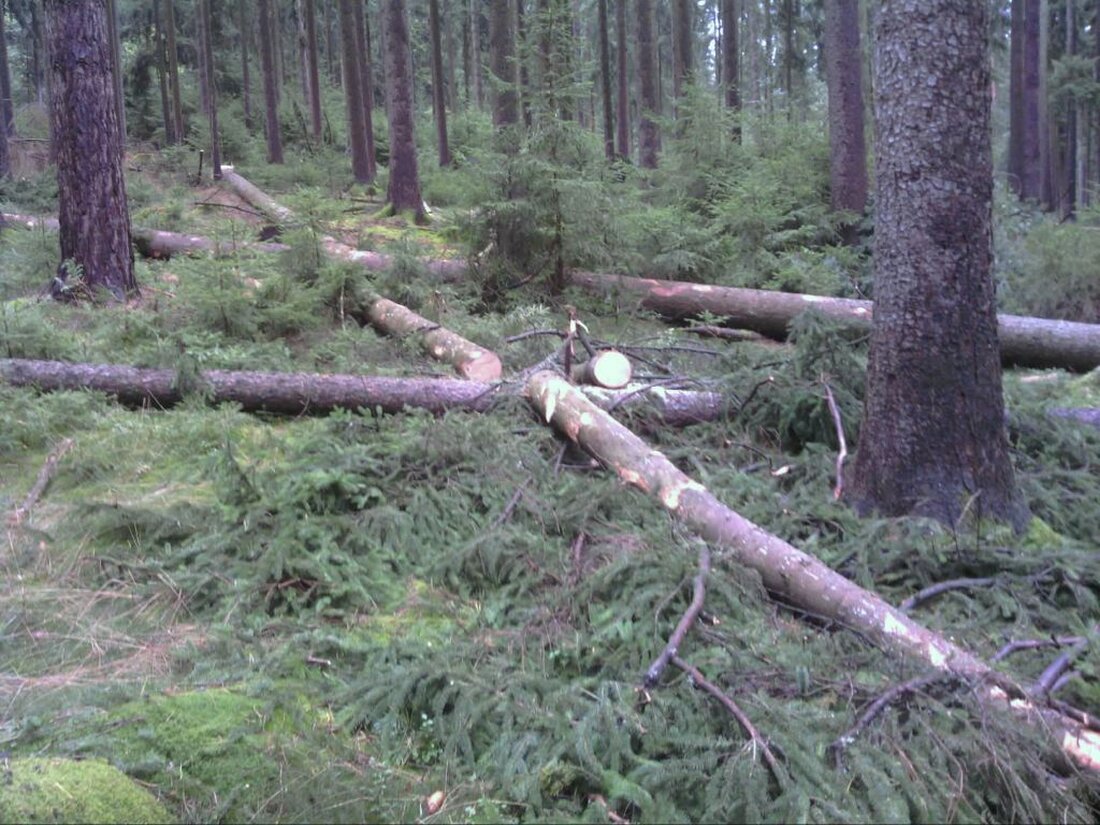 Weiden/Letzau. Wenn der nachwachsende, natürliche, uralte und hochmoderne Rohstoff Holz zum Einsatz kommt, müssen dazu vorher Bäume gefällt werden. Solche Holzernte-Maßnahmen oder „Hiebe“, wie Fachleute es nennen, werden nicht immer von [&hellip;]