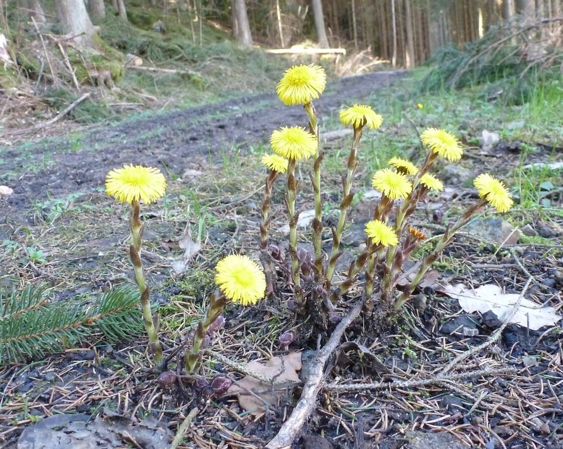 Weiden/Neustadt/WN/Tirschenreuth. Die Sonne strahlt vom Himmel, die Temperaturanzeige klettert nach oben, Sonnenanbeter tummeln sich an Eisdielen, in Parks und Sportplätzen: Der Frühling zeigt sich heute von seiner besten Seite – [&hellip;]